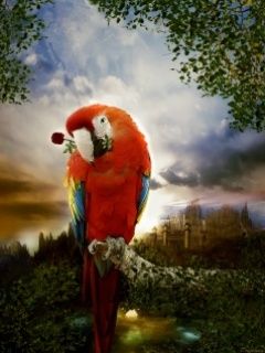 Parrot In Love