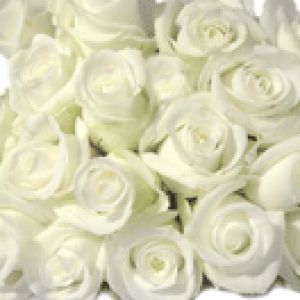 White Rose