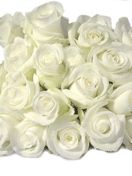 White Rose