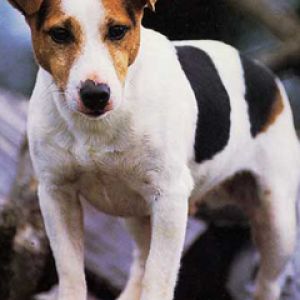 Jack Russel Terrier