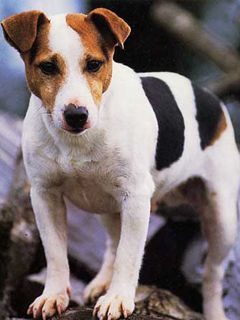 Jack Russel Terrier