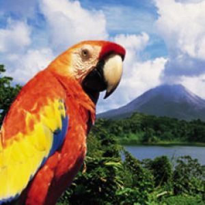 Costa Rica - Volcano Parrot