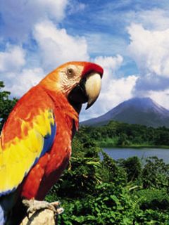 Costa Rica - Volcano Parrot