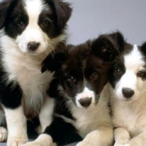 Border Collie