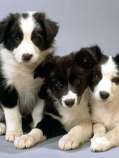 Border Collie