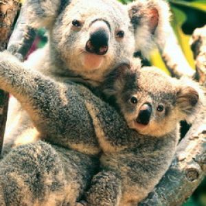 Koala