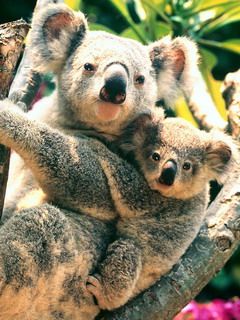 Koala