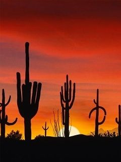 Cactus