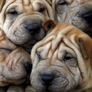 Shar Pei