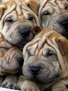 Shar Pei