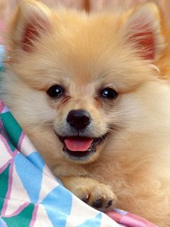 Spitz