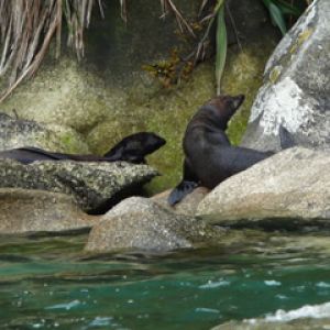 Seals at Tonga Island