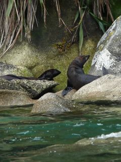 Seals at Tonga Island