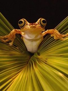 Frog