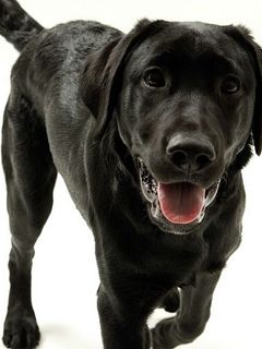 Labrador