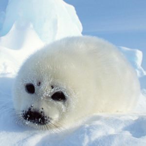 Seal