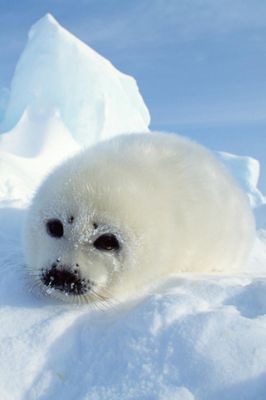 Seal