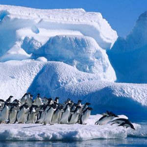 Pinguins
