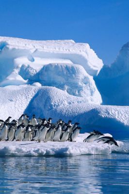 Pinguins