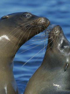 Seals