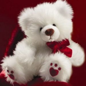 Cute Teddy