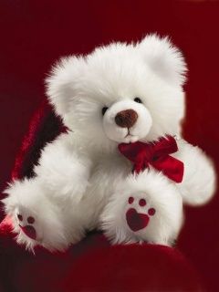 Cute Teddy