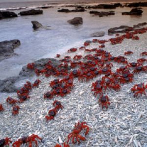 Christmas Island - Red Crabs