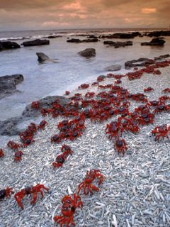 Christmas Island - Red Crabs