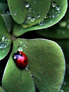 LadyBug