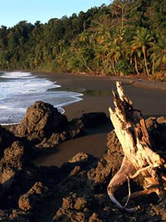 Corcovado - Costa Rica