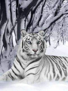 White Tiger