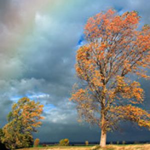 Rainbow Trees