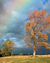 Rainbow Trees