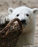 Zoo Berlin - Knut 