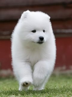 Samoyed Pup