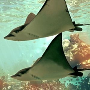 Rays
