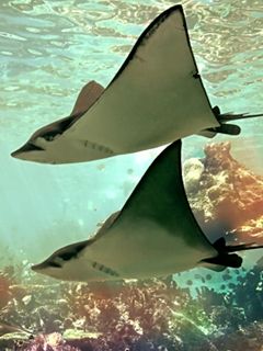 Rays