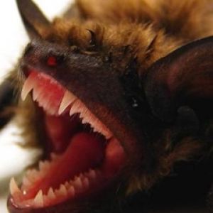 Bat