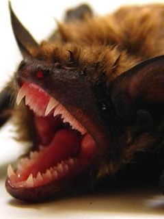 Bat