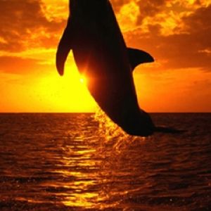 Dolphin at Sunset