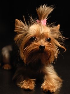 Yorkshire Terrier