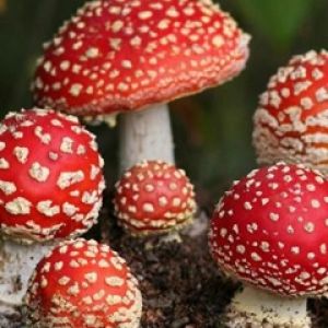 Red Magic Mushrooms