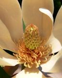 Magnolia