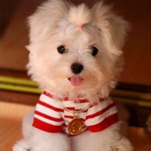 Adorable Maltese