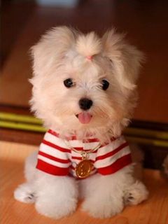 Adorable Maltese
