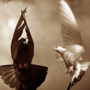 Dove