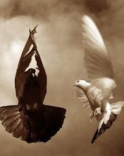 Dove