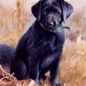 Black Labrador