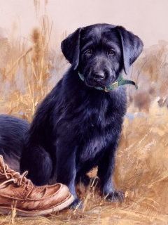 Black Labrador