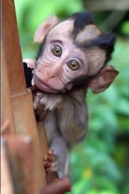 Monkey